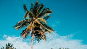 Preview wallpaper palm, tropics, summer, sky