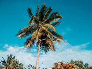 Preview wallpaper palm, tropics, summer, sky