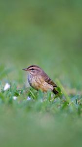 Preview wallpaper palm warbler, bird, grass, wildlife