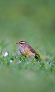 Preview wallpaper palm warbler, bird, grass, wildlife