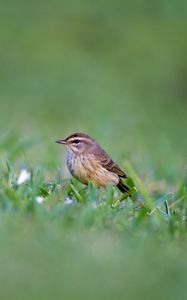 Preview wallpaper palm warbler, bird, grass, wildlife