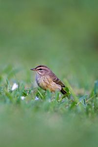 Preview wallpaper palm warbler, bird, grass, wildlife
