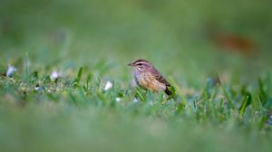 Preview wallpaper palm warbler, bird, grass, wildlife