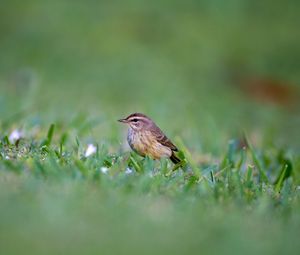 Preview wallpaper palm warbler, bird, grass, wildlife
