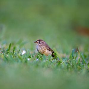 Preview wallpaper palm warbler, bird, grass, wildlife