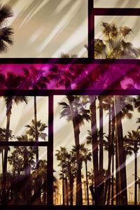 Preview wallpaper palm, window, glass, frame, color, reflection