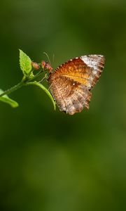 Preview wallpaper palmfly, butterfly, wings, plant, macro