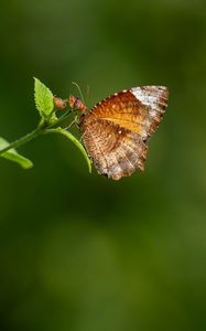 Preview wallpaper palmfly, butterfly, wings, plant, macro