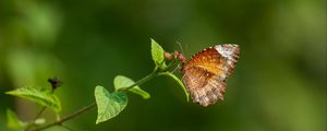 Preview wallpaper palmfly, butterfly, wings, plant, macro