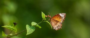 Preview wallpaper palmfly, butterfly, wings, plant, macro