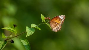 Preview wallpaper palmfly, butterfly, wings, plant, macro