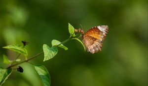 Preview wallpaper palmfly, butterfly, wings, plant, macro