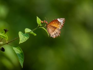 Preview wallpaper palmfly, butterfly, wings, plant, macro