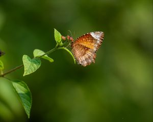 Preview wallpaper palmfly, butterfly, wings, plant, macro