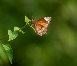 Preview wallpaper palmfly, butterfly, wings, plant, macro