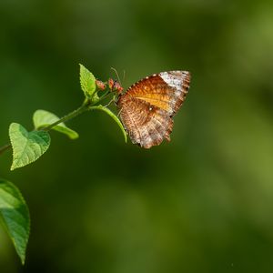 Preview wallpaper palmfly, butterfly, wings, plant, macro