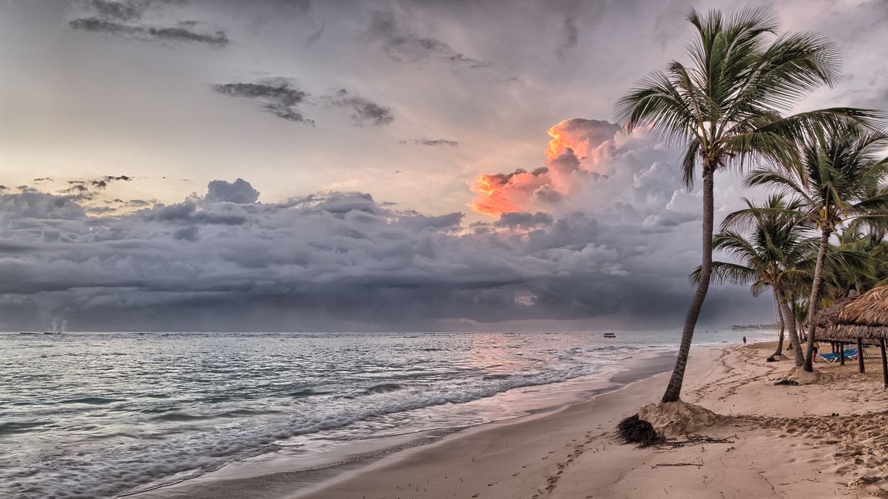 Wallpaper palms, beach, sand, tropics, dominican republic