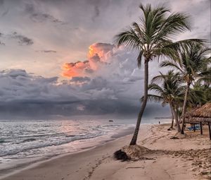 Preview wallpaper palms, beach, sand, tropics, dominican republic