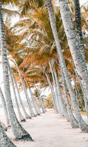 Preview wallpaper palms, beach, tropics, trees, sand