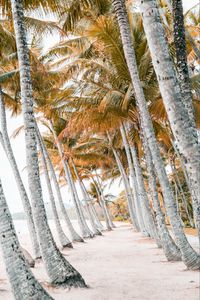 Preview wallpaper palms, beach, tropics, trees, sand