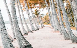 Preview wallpaper palms, beach, tropics, trees, sand