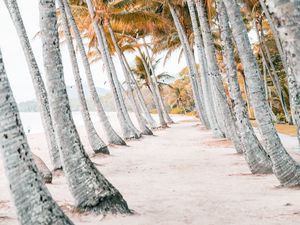 Preview wallpaper palms, beach, tropics, trees, sand