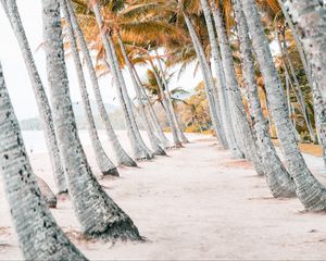 Preview wallpaper palms, beach, tropics, trees, sand