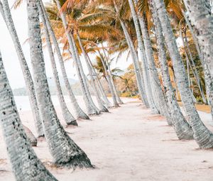 Preview wallpaper palms, beach, tropics, trees, sand