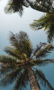 Preview wallpaper palms, branches, bottom view, trees, sky