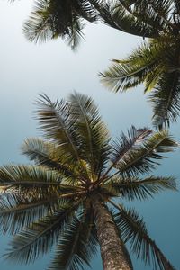 Preview wallpaper palms, branches, bottom view, trees, sky