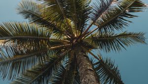 Preview wallpaper palms, branches, bottom view, trees, sky