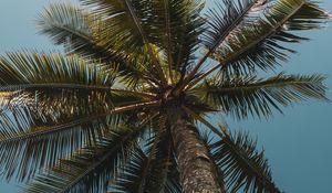 Preview wallpaper palms, branches, bottom view, trees, sky