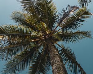 Preview wallpaper palms, branches, bottom view, trees, sky