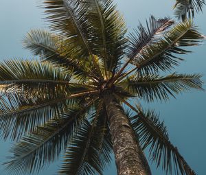 Preview wallpaper palms, branches, bottom view, trees, sky