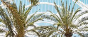 Preview wallpaper palms, branches, roof, architecture