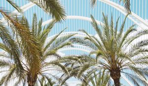 Preview wallpaper palms, branches, roof, architecture