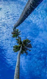 Preview wallpaper palms, branches, sky, bottom view