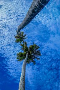 Preview wallpaper palms, branches, sky, bottom view