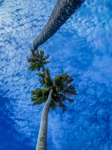 Preview wallpaper palms, branches, sky, bottom view