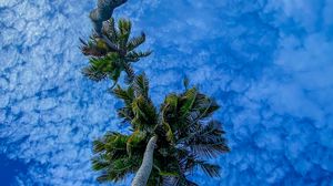 Preview wallpaper palms, branches, sky, bottom view