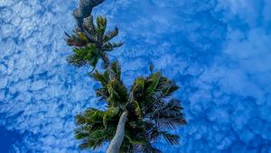 Preview wallpaper palms, branches, sky, bottom view