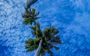 Preview wallpaper palms, branches, sky, bottom view