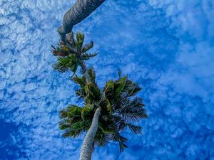 Preview wallpaper palms, branches, sky, bottom view