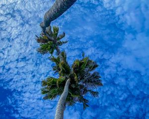 Preview wallpaper palms, branches, sky, bottom view