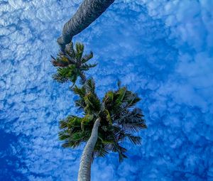 Preview wallpaper palms, branches, sky, bottom view