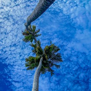 Preview wallpaper palms, branches, sky, bottom view