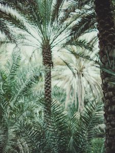 Preview wallpaper palms, branches, tropics, trees