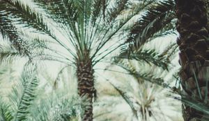 Preview wallpaper palms, branches, tropics, trees