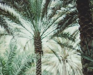 Preview wallpaper palms, branches, tropics, trees
