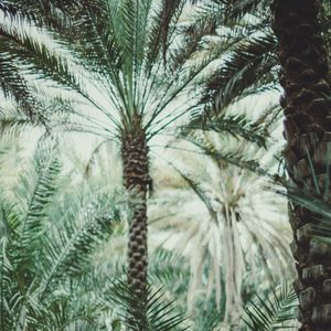 Preview wallpaper palms, branches, tropics, trees